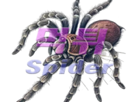 76506ccf8be5e0c4952089d32ebcf946_1758359343_2979.png